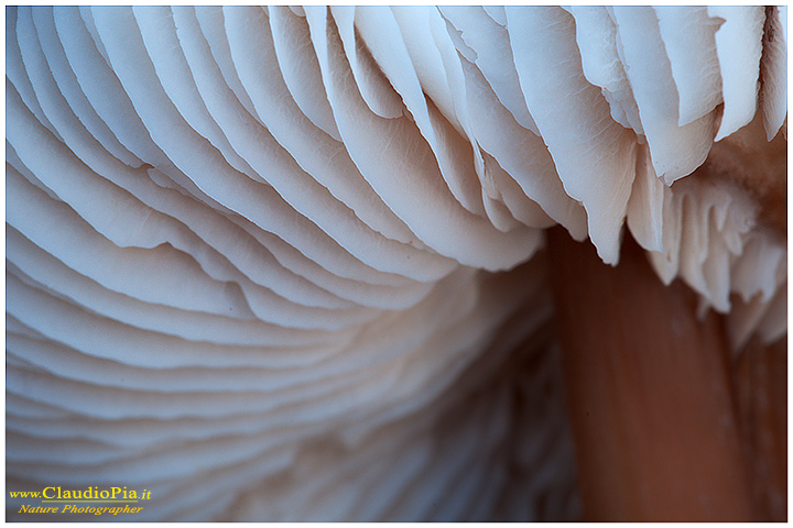 Funghi, mushroom, fungi, fungus, val d'Aveto, Nature photography, macrofotografia, fotografia naturalistica, close-up, mushrooms